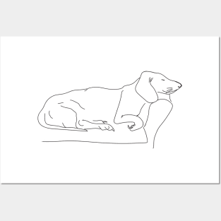 Sleeping Dachshund Posters and Art